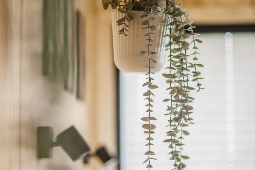 Domek trzyosobowy - Venus 2 z jacuzzi